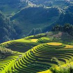 Rice_terrace_Vietnam_2846777_675.jpg