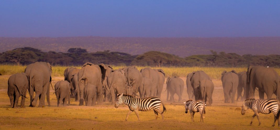 Harmony, Amboseli